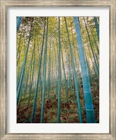 Framed Bamboo Forest, Sagano, Japan