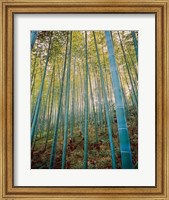 Framed Bamboo Forest, Sagano, Japan