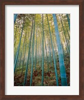 Framed Bamboo Forest, Sagano, Japan