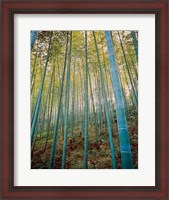 Framed Bamboo Forest, Sagano, Japan