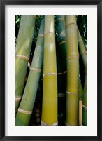 Framed Close-up of bamboo