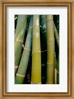 Framed Close-up of bamboo