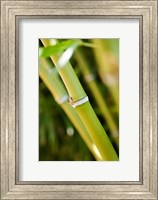 Framed Close-up of bamboo shoots