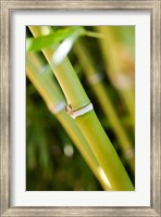 Framed Close-up of bamboo shoots