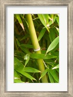 Framed Close-up of a bamboo shoot with bamboo leaves