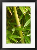 Framed Close-up of a bamboo shoot with bamboo leaves