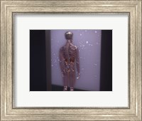 Framed Rear view of a human skeleton