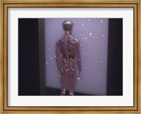 Framed Rear view of a human skeleton