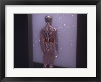 Framed Rear view of a human skeleton