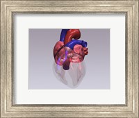 Framed Close-up of a human heart with flow model