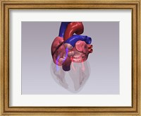 Framed Close-up of a human heart with flow model