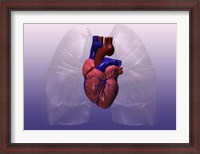 Framed Close-up of a human heart model