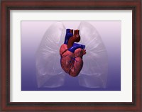 Framed Close-up of a human heart model