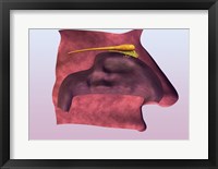 Framed Close-up of a human olfactory system