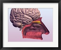 Close-up of a human olfactory system and brain Framed Print