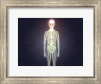 Framed Central nervous system of the human body
