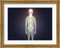 Framed Central nervous system of the human body