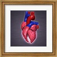 Framed Close-up of a human heart
