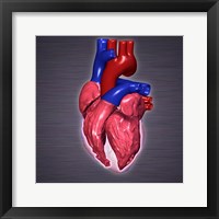 Close-up of a human heart Framed Print