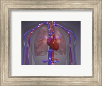 Framed Close-up of the circulatory system