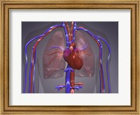 Framed Close-up of the circulatory system
