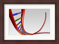 Framed Close-up of a human DNA structure