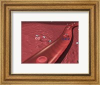 Framed Close-up of the atoms of oxygen and carbon dioxide in human blood platelets