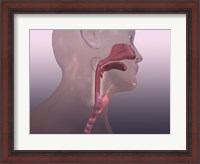 Framed Close-up of a human respiratory system