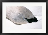 Framed Close-up of Trumpeter Swan (Cygnus buccinator)