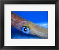 Framed Close-up of a squid underwater