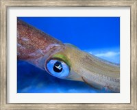 Framed Close-up of a squid underwater