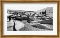 Framed Chase and capture of blackfish cape cod