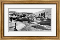 Framed Chase and capture of blackfish cape cod
