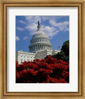 Framed Flowering plants in front of the Capitol Building, Washington, D.C., USA