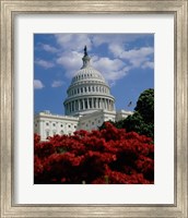 Framed Flowering plants in front of the Capitol Building, Washington, D.C., USA