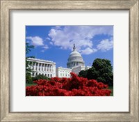 Framed Flowering plants in front of the Capitol Building, Washington, D.C., USA