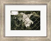 Framed Strays