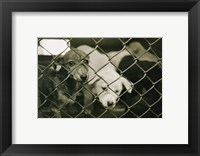 Framed Strays