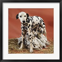 Framed Dalmatians