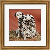 Framed Dalmatians