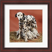 Framed Dalmatians