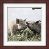 Framed Happy Pigs