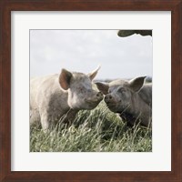 Framed Happy Pigs