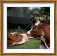 Framed Cow Kiss