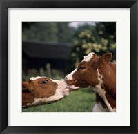 Framed Cow Kiss