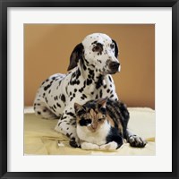Framed Dalmatian and Cat
