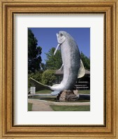 Framed Adaminaby big trout