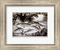 Framed American Brook Trout