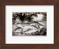 Framed American Brook Trout