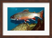 Framed Brook trout